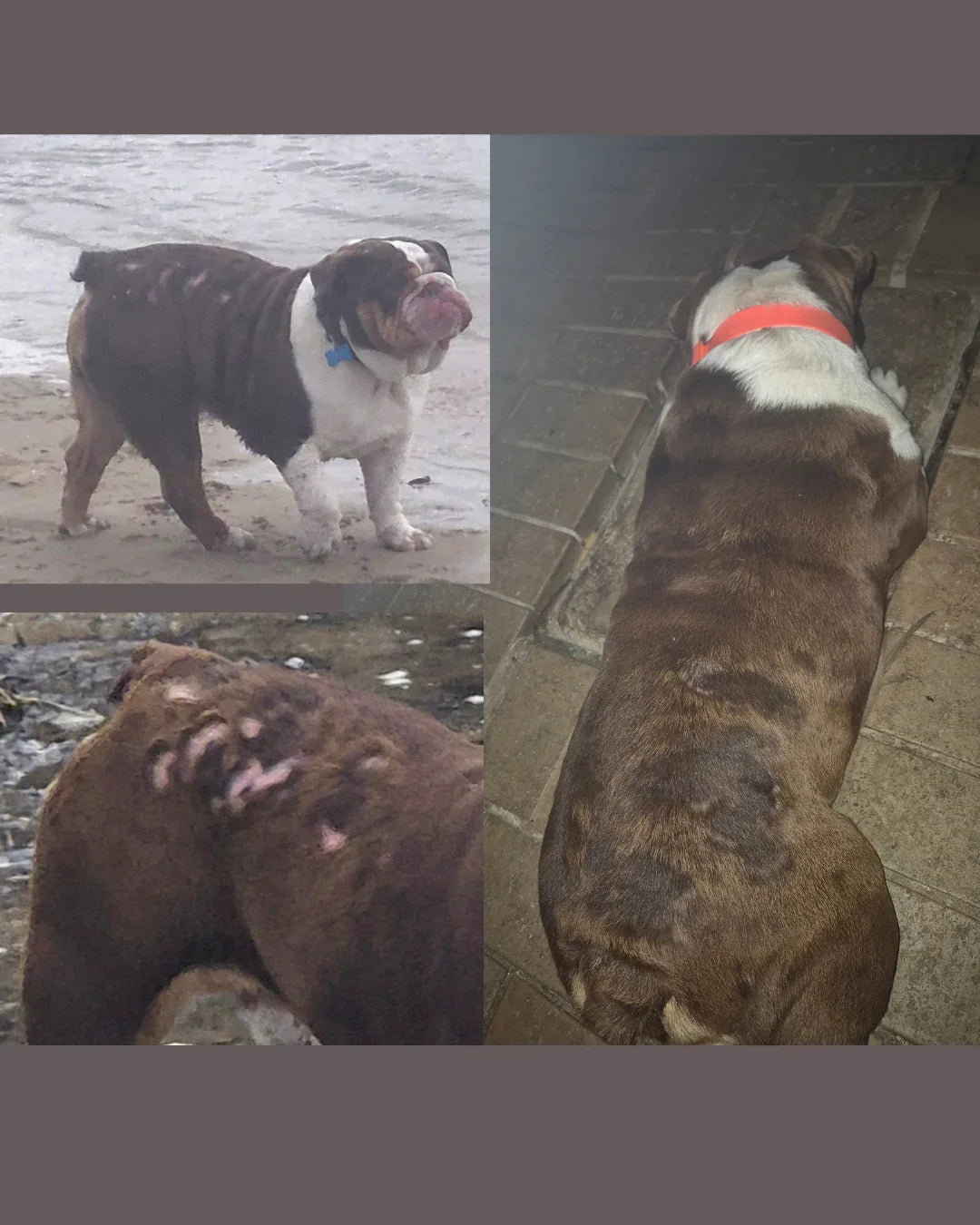 Bulldog with skin irritation and patches, showing before and after care on beach and pavement