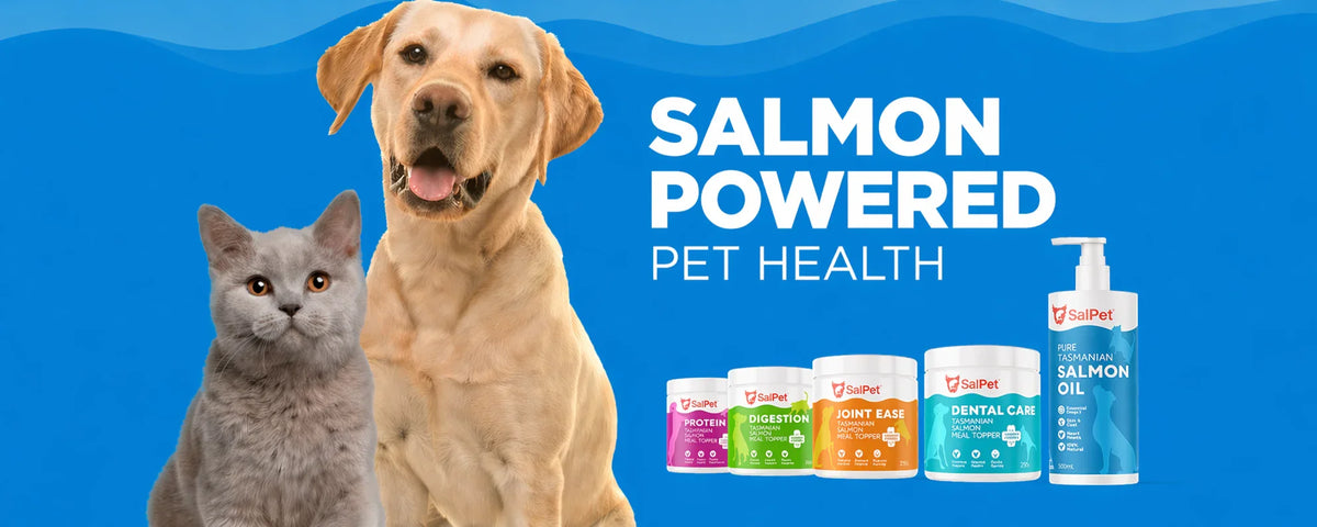 Salmon-powered pet health products with happy dog and cat on blue background