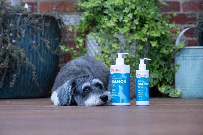 Gray dog resting beside two bottles of salmon oil for pets on wooden deck