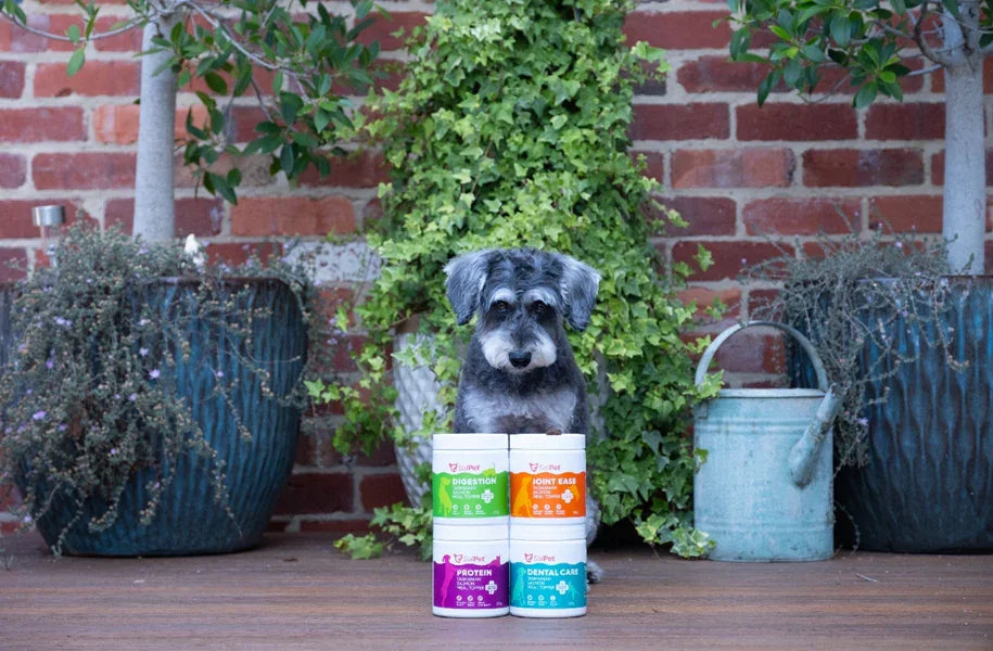 Schnauzer dog with pet supplements for digestion, joint ease, protein & dental care on wooden deck